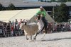 <h2>Strabag ProRodeo Tour 2013 na Brněnském výstavišti v rámci Národní výstavy zvířat</h2>