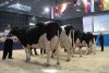 Více než 700 hospodářských zvířat na Národní výstavě v Brně
