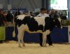 Ausstellung mit  Holstein-Rindern von 20 Züchtern