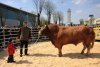 Pro Český svaz chovatelů masného skotu je Brno nejdůležitější přehlídkou roku