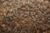 Mezinárodní včelařská výstava a přehlídka medovin v květnu na brněnském výstavišti