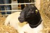 Svaz chovatelů ovcí a koz představuje reprezentativní kolekce zvířat i raritní romanovská šesterčata