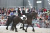 Overview of horse shows in Hall F
