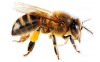 Součástí Národní výstavy hospodářských zvířat 2017 bude velká včelařská výstava