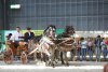 Eleven horse breeds to be shown at the exhibition grounds