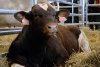 In Hall P visitors will see a total of 366 head of beef cattle