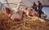 Nationale Ausstellung für Tierzucht präsentiert Auch Schafe, Schweine und Ziegen