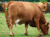 MooCall – senzor telení krav