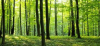 Přednáška Dopady sucha na aktivizaci biotických škodlivých činitelů v lesích Česka