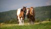 Koňský doprovodný program se zaměří také na propagaci chovu koní