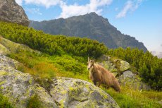 Príroda. Vysoké Tatry - kamzík. Foto - Jano Štovka