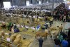Show of livestock, technologies for animal production and gamekeeping attracted nearly forty thousand visitors
