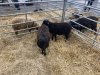 Program na předvadišti ovcí, koz a prasat