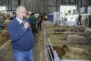 Česká krajina ovce potřebuje, přesto jich výrazně ubývá