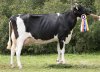 Holstein-Rind hat nach einem Jahr Pause einen Bundeschampion