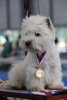 World Dog Show of all breeds