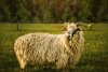 Stříhání ovcí, výroba sýrů, ochutnávky 