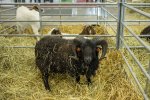 ANIMAL TECH | National show of livestock 2023