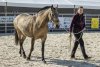 Attractive equestrian programme in Hall F and in the outdoor area