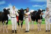 Wettbewerbe und Rindermeisterschaften auf der Nationalen Ausstellung für Tierzucht