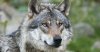 Téma: Vlk se opět stává součástí české krajiny 